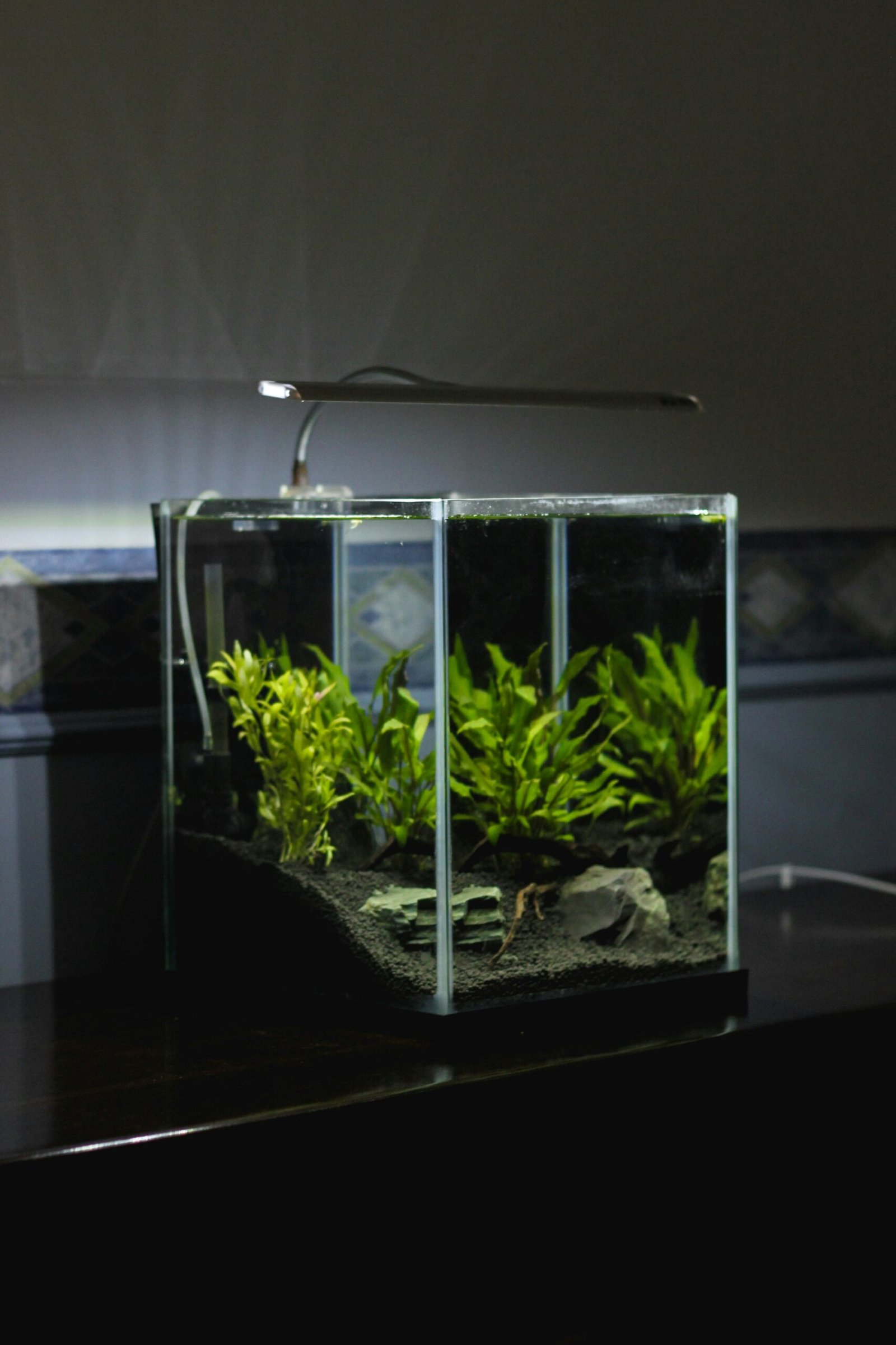 The Pros and Cons of Keeping Live Plants in Your Fish Tank: A Deep Dive into Aquascaping