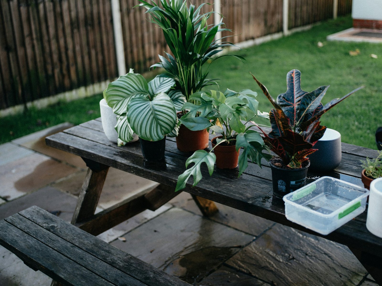 What to Do When Your Plant Looks Like It’s Melting: Diagnosis and Care Tips